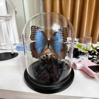 Blue Morpho Butterfly Specimen in Glass Dome Display with Black Base