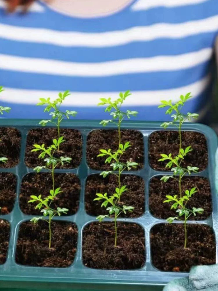 Tall Thick Seedling Starter Tray with Dome Lid and Base for Cuttings and Succulents