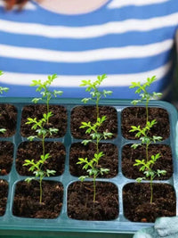 Tall Thick Seedling Starter Tray with Dome Lid and Base for Cuttings and Succulents