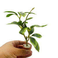 Dollhouse Miniature Potted Green Plant Decoration for BJD Dolls