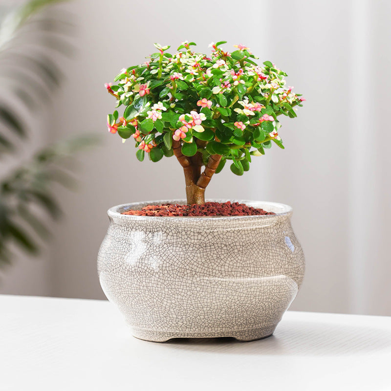 Ge Kiln Cracked Glaze Ceramic Succulent Planter Pot with Drainage Hole