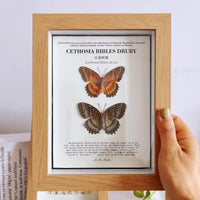 3D Shadow Box Display Frame with 2cm Depth for Specimens, DIY Art, and Photos