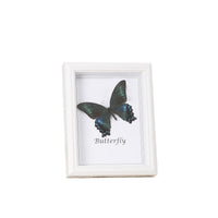 European Retro Hollow 3D Specimen Display Frame for Butterflies and Insects, Square Wooden Picture Frame