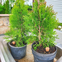 Terracotta Self-Watering Plant Spikes for Indoor and Outdoor Plants
