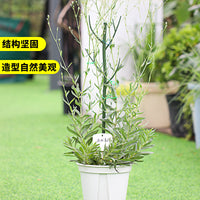 Plant Support Stakes for Climbing Vines and Potted Plants, Green Plastic Coated Steel