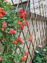 Outdoor Expandable Bamboo Fence Trellis for Climbing Plants Roses Garden Balcony Support