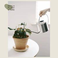 DOLV Nordic Long Spout Stainless Steel Watering Can for Home Garden Plants, 1.3L