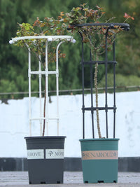 Garden Plant Support Trellis for Climbing Roses and Vines, Umbrella-shaped Metal Flower Stand