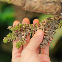 Artificial Vine for Reptile Terrarium Decor and Climbing