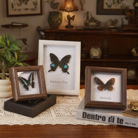 European Retro Hollow 3D Specimen Display Frame for Butterflies and Insects, Square Wooden Picture Frame