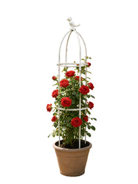 Climbing Plant Trellis for Potted Plants, Metal Garden Support for Roses and Clematis