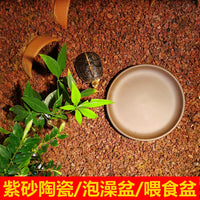 Ceramic Turtle Feeding and Basking Platform with Bathing Basin for Semi-Aquatic Turtles