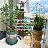 Plastic Coated Garden Wire for Plant Support, Training, and Tying