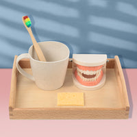 Montessori Dental Hygiene Learning Set for Kids - Educational Tooth Model and Brushing Kit