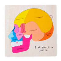 Kids' Wooden Multi-Layer Human Body & Growth Puzzle Educational Toy