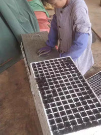 Stainless Steel Seedling Tray Dibbler for Planting