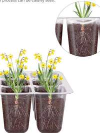 Tall Thick Seedling Starter Tray with Dome Lid and Base for Cuttings and Succulents