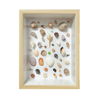 DIY Manual Specimen Display Frame for Shells, Stones, and Plants - Empty Shadow Box