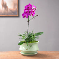 Celadon Ceramic Orchid Planter with Saucer for Succulents and Green Plants