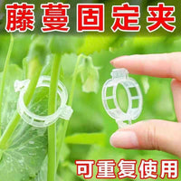 Plant Vine Clips for Climbing Plants, Fruit Trees, and Vegetables - Support and Training Clips