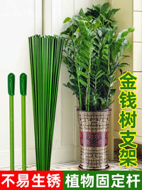 Plant Support Stakes for Indoor Potted Plants, Climbing Vines, and Garden Flowers