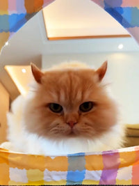 Foldable Pet Tent Bed for Cats & Small Dogs, Breathable Outdoor Sunshade Kennel, Washable Pet House