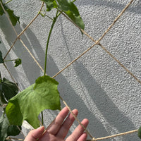 Agricultural Plant Climbing Netting for Fruits, Vegetables, and Decorative Vines