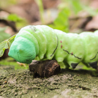 Realistic Insect and Animal Model Toys for Kids - TPR Soft Rubber Lizards and Geckos