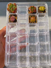 Clear Plastic Succulent Planters with Drainage Holes, Mini Square Nursery Pots for Seedlings and Cuttings