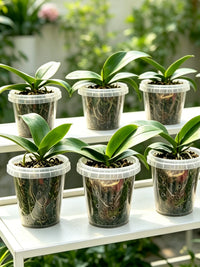 Orchid Planter Plastic Milk Tea Cup Style Pot for Indoor Plants