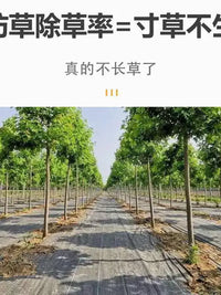 Heavy-Duty Permeable Weed Barrier Fabric for Agriculture and Orchards