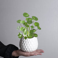 European Style Wall Mounted Ceramic Planter for Indoor/Outdoor Decor