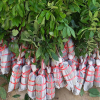Biodegradable Non-Woven Plant Nursery Bags for Seedling Cultivation