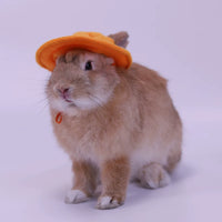 Pet Sun Hat for Cats, Rabbits, and Small Dogs - Cute Ear-Hole Design