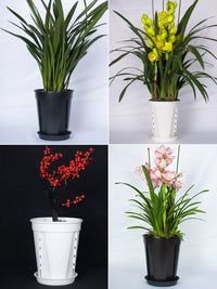 Tall Transparent Orchid & Aroid Pot with Root Control and Breathable Design for Indoor Plants