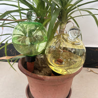 Self-Watering Glass Bulb with Lid for Potted Plants