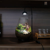 Glass Terrarium Container for Hydroponics and Micro-Landscape