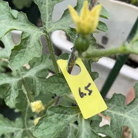 Waterproof Plant Tags for Orchard Fruit and Vegetable Identification