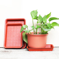 Rectangular Frosted Resin Succulent Planter Tray with Drainage Base