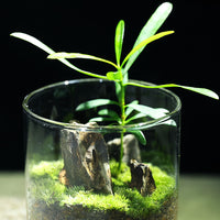 Miniature Pine Mountain Terrarium Kit with Moss Plants and Glass Vase for DIY Desktop Decor
