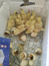 Automatic Egg Incubator with Water Bed for Chicks, Quail, Duck, and Goose