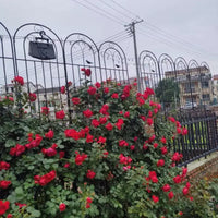 Outdoor Wrought Iron Garden Trellis for Climbing Plants, Roses, Clematis, and Ivy - Plant Support Stake