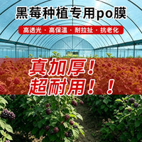 Blackberry Greenhouse PO Film for Enhanced Photosynthesis and Berry Yield