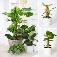 Coir Moss Pole for Climbing Plants, Plant Support Stake for Potted Plants, Extendable Coir Totem Pole for Indoor Plants