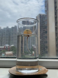 Japanese Style Avocado Seed Hydroponic Vase with Handle