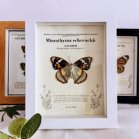 3D Shadow Box Display Frame with 2cm Depth for Specimens, DIY Art, and Photos