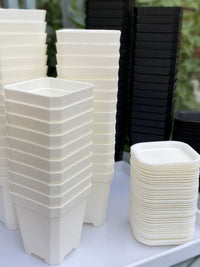 Thickened Square Plastic Succulent Planter Pots for Seedling Propagation