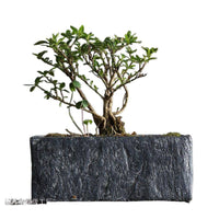 Rectangular Cement Planter for Indoor Plants, Succulents, and Hydroponics
