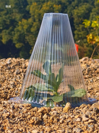 Clear Plastic Plant Cover Cones for Seedling Protection and Insulation