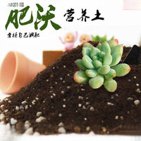 DIY Moss Terrarium Kit with Sphagnum Moss and Nutrient Soil for Succulents and Plants